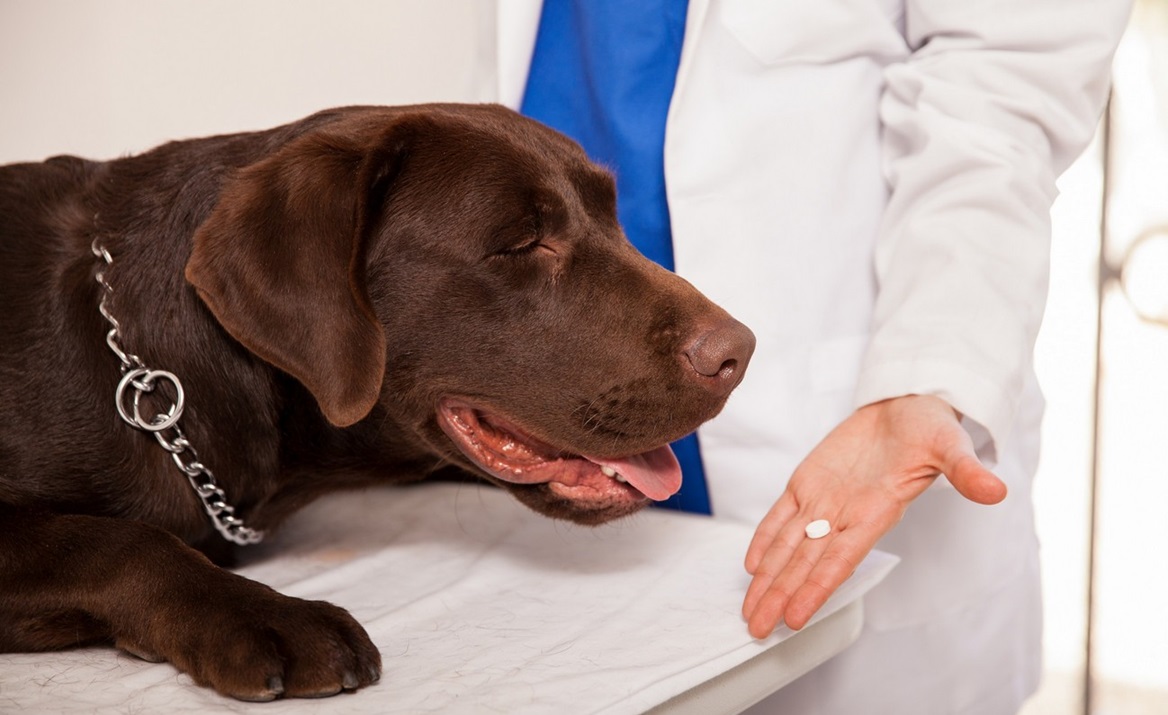 American Veterinary Hospital