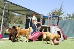 What To Look for in a Doggy Daycare Facility